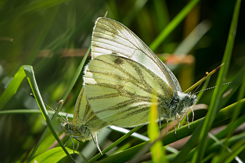 Mating Green-veined Whites (395K)