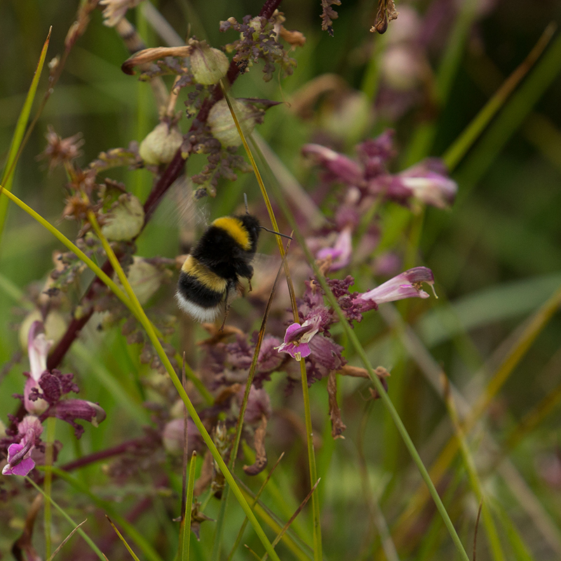 White-tailed Bumblebee (491K)