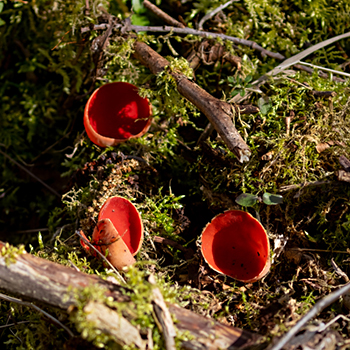 15 L Moss Scarlet Elf Cups copy (213K)