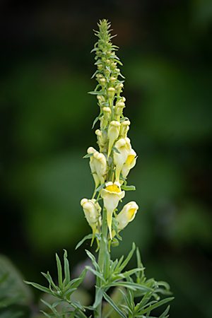 KNHS Oldside Common Toadflax (105K)