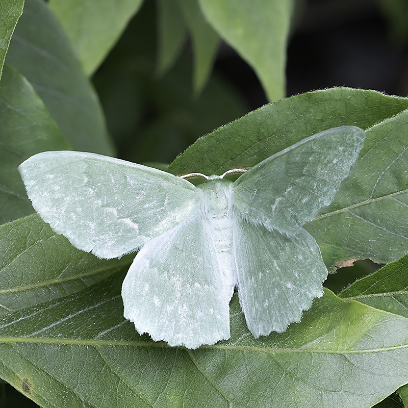 Large Emerald Moth (305K)