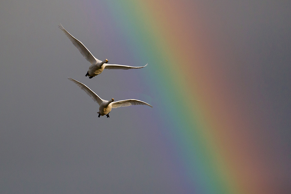 Flying Whoopers and rainbow (442K)