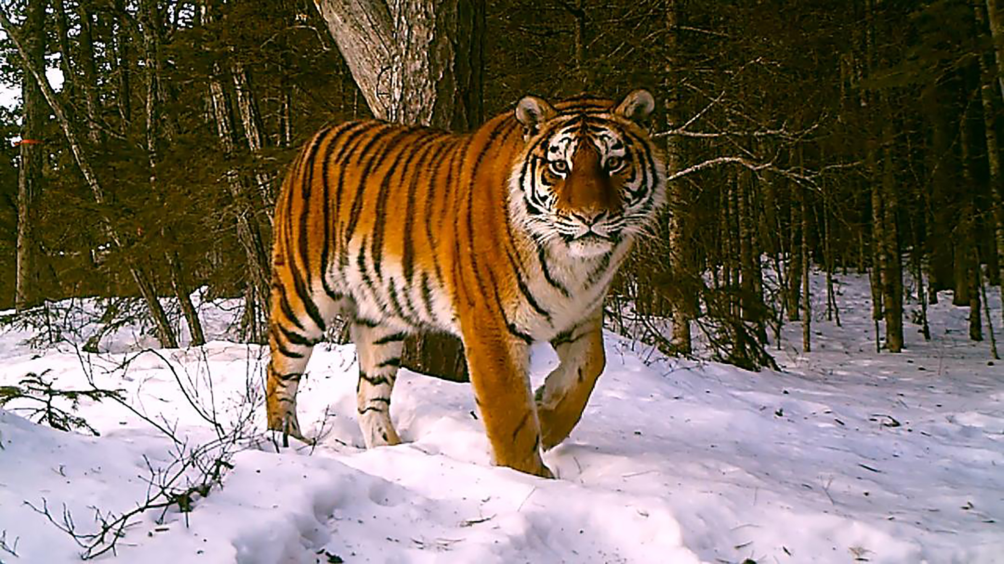 Amur Tiger (1429K)