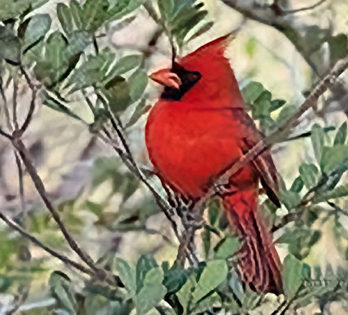 Red Cardinal (241K)